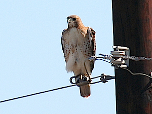 Red-tailed Hawk